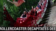 Krvavá nehoda na najdlhšej horskej dráhe v Európe: Zrážka s jeleňom!