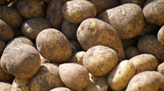 Jedna zo základných potravín výrazne zlacnie. Hlásia jej obrovský prebytok