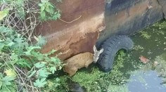 Hasiči zachránili srnku z hlbokej jamy