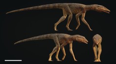 Ako kríženec medzi aligátorom a chrtom. Vedci objavili nový druh pravekého krokodíla, ktorý vynikal rýchlosťou