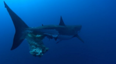 Žralok zaskočil potápača. Pred kamerou si nechutne uľavil