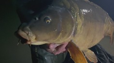 Rybár sa pýši rekordným úlovkom: Toto je najväčší kapor, akého kedy chytili v našich vodách