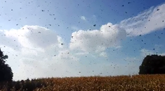 Invázia lienok pokračuje! Videá, ktoré pripomínajú horor