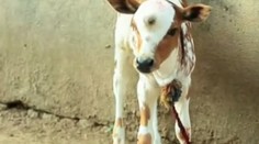 Teliatko s tromi očami: Dedinčania veria, že je požehnaním