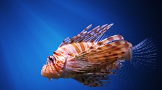 Na Jadrane ulovili obávanú rybu. Jej jed spôsobuje niekoľkodňové bolesti a paralýzu