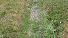 Potok vyschol, ryby a raky bojujú o život v posledných mlákach. Slovenská obec žiada o pomoc