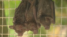 Manželka bola najprv proti. Slovák chová netopiere ako domáce zvieratá