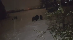 Vianoce sú aj časom návštev, no takúto rodinku by ste asi vrúcne nevítali