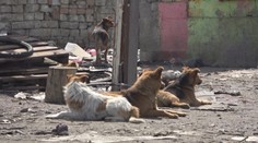 Problémy s týranými a uhynutými psami sa tam stupňujú. Veľká Ida sama požiadala o pomoc