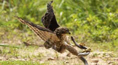 Naraz na ňu zaútočili jastrab aj had. Žena si pri kosení trávy prežila hororové chvíle