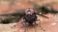 Krvilačné muchy útočia. Ich bodnutie bolí a môže spôsobiť desaťcentimetrové opuchy
