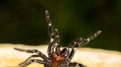 Smrteľne jedovaté, no vedia zachrániť život. Austrálčania zbierajú pavúky, majú na to dobrý dôvod