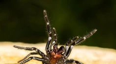 Smrteľne jedovaté, no vedia zachrániť život. Austrálčania zbierajú pavúky, majú na to dobrý dôvod