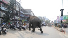 Nepolapiteľný slon zabil v Indii už 22 ľudí. Všetky pokusy o jeho uspanie sa skončili neúspechom