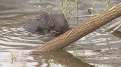 Obhrýzal už desiatky stromov, obyvatelia Počúvadla ho však považujú za veľkú rarirtu