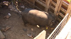 V Petržalke sme našli otrasný nález. Kam miznú domáce zvieratá?