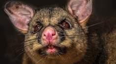 Agresívna vačica držala ženu ako rukojemníčku v jej vlastnom dome, až kým neprišli policajti