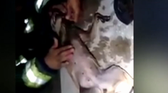 Z hasiča je hrdina internetu. Psovi dal umelé dýchanie