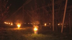 Boj o ceny ovocia: Ovocinári spustili po celej krajine protimrazový alarm