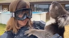 VIDEO: Reportérka skočila na starý austrálsky žart. Uverila, že koala má krvilačného bratranca