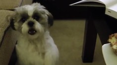 Psík dostal veľkú chuť na koláč. Obetoval by zaň hádam aj život