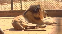 Desivé praktiky vo venezuelskej zoo: Silnejšie jedince kŕmia podvýživenými šelmami