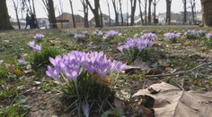 V michalovskom mestskom parku zakvitol šafran. Ale pozor, ide o jedovatý druh!