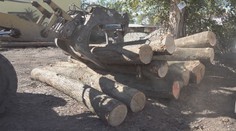 Štátni zamestnanci kradli dubové drevo. Chytili ich úplnou náhodou