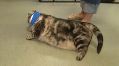 Jedna z najtučnejších mačiek skončila v útulku. Brali by ste ju?