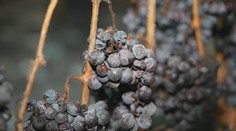 Tuhé mrazy potešili vinárov. Z posledných strapcov hrozna vyrobia unikátne ľadové víno