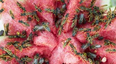 Horúčavy zvyšujú agresivitu ôs. Osia kalamita má prvú obeť