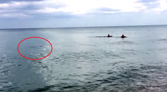 Panika zachytená na kamere. Z brehu videli, ako sa k ním blíži žralok