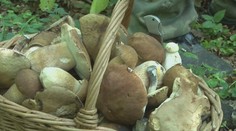 Hubárska sezóna je tu: Nadšenci si z lesa odnášajú plné košíky