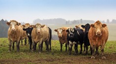 V Rakúsku pred časom udupali kravy ženu na smrť. Existuje zarážajúca spojitosť medzi víkendovým útokom na Považí