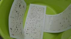 Invázia hmyzu! Na Orave napadol celú dedinu