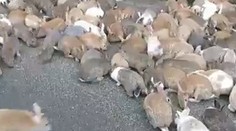 Neskutočný ostrov králikov v Japonsku. Správajú sa ako holuby