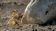 Desivá noc v Egypte: Škorpióny počas záplav zamorili obydlia, hlásia tri obete a stovky zranených