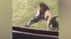 VIDEO: Majiteľa safari parku dokaličil lev priamo pred očami návštevníkov