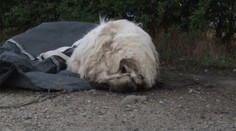 Pri Považanoch niekto pohodil vrece s obrovským mŕtvym psom