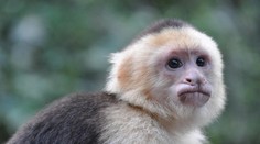 Pestúnka čelí obvineniam z obchodovania s dieťaťom. Podľa polície ho mala vymeniť za opicu