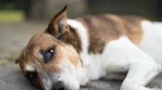 Stačí uštipnutie komárom. Nenápadné ochorenie môže vášmu psovi spôsobiť smrť