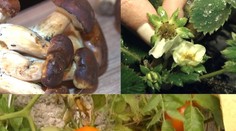 Počasie stále vyvádza. Ani Maruška by nemala problém s jahodami