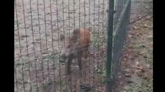 VIDEO: Po centre Bratislavy pobehoval diviak. Okoloidúci ho uväznil vo výbehu pre psov