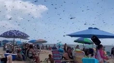 VIDEO: Nečakaní návštevníci pláže na Rhode Island. Dovolenkujúcich zaskočili nekonečné roje vážok