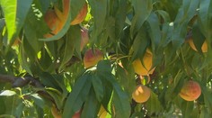 Broskyňové plantáže sa zaplnili samozberačmi. Tento rok dokonca znížili ich cenu