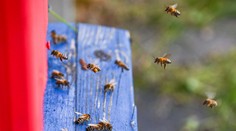 Roj včiel zaútočil na desiatky ľudí. Troch museli hospitalizovať, sú v kritickom stave