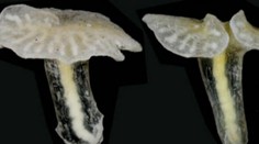 Neznámy tvor zamotal vedcom hlavy