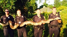 Vyriešili záhadu miznúcich domácich mačiek na Floride