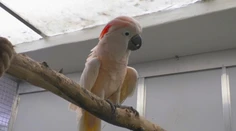 Sú jediní na Slovensku. V bojnickej zoo sa starajú o zhabané zvieratá z nelegálnych chovov