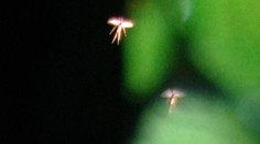 Záhadné tvory na fotkách! Čo odfotil vysokoškolský pedagóg?